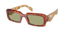 Cognac Tortoise